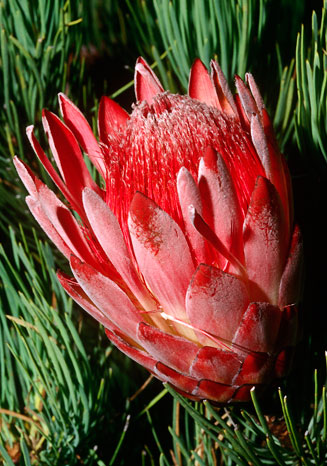 Protea aristata (Ladismith sugarbush)