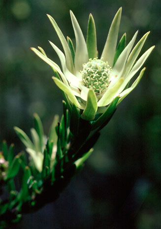 Leucadendron tradouwense
