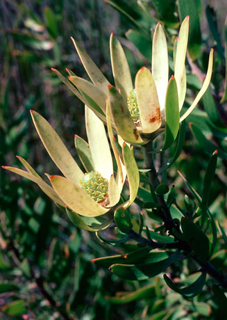 Leucadendron spissifolium