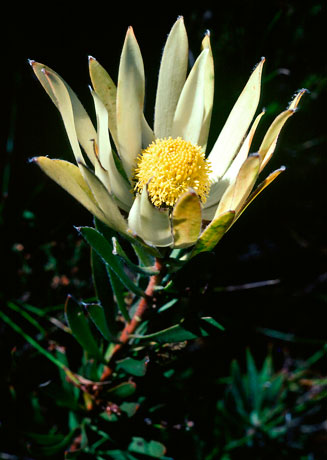 Leucadendron spissifolium