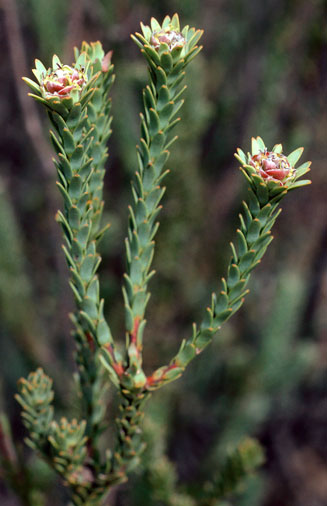 Leucadendron stellare