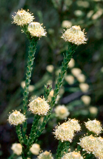 Leucadendron stellare