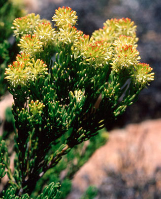 Leucadendron teretifolium