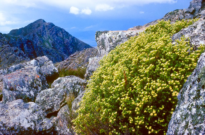 Leucadendron singulare