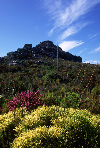 Leucadendron salignum