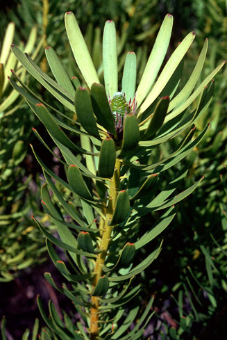 Leucadendron platyspermum