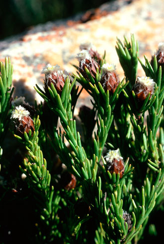 Leucadendron sorocephalodes