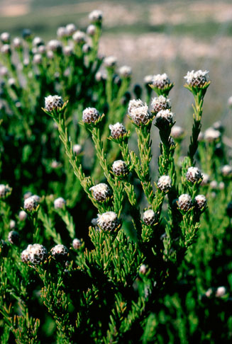 Leucadendron sorocephalodes
