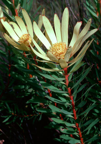 Leucadendron tradouwense
