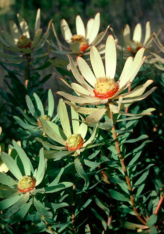 Leucadendron tradouwense