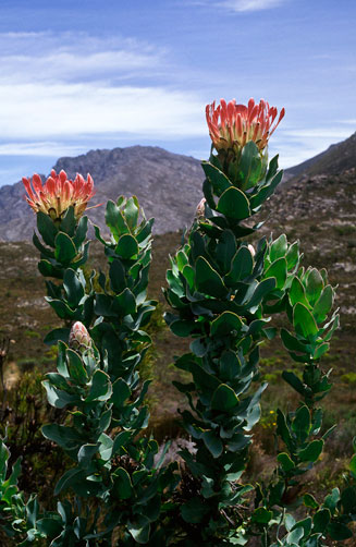 Protea eximia (Broad-leaf sugarbush)