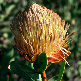 Protea glabra (Clanwilliam sugarbush)
