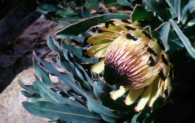 Protea holosericea (Saw-edge sugarbush)