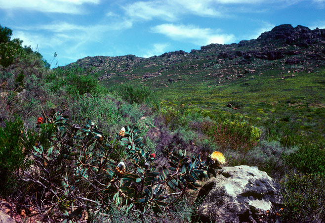 Protea inopina (Large-nut sugarbush)