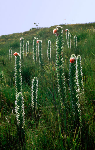 Orothamnus zeyheri (Marsh rose)