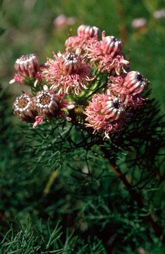 Serruria aemula (Strawberry spiderhead)
