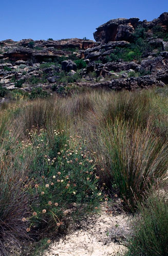 Serruria lacunosa