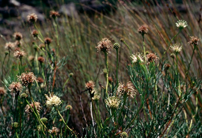Serruria lacunosa