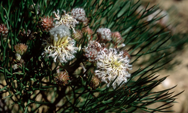 Serruria kraussii (Snowball spiderhead)