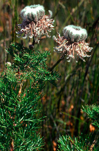 Serruria pedunculata (Fan-leaf spiderhead)