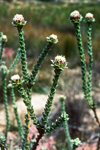 Leucadendron concavum