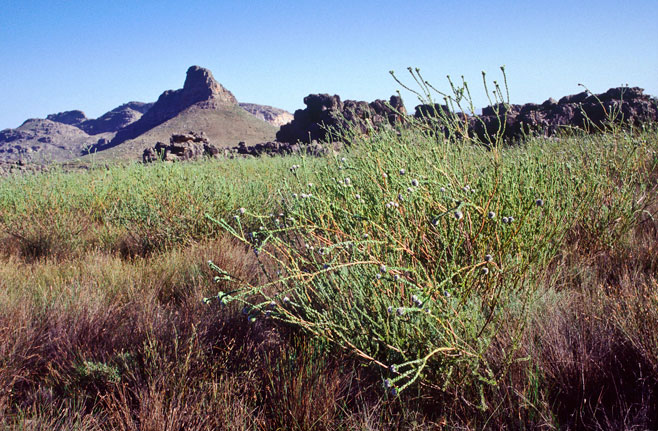 Leucadendron concavum