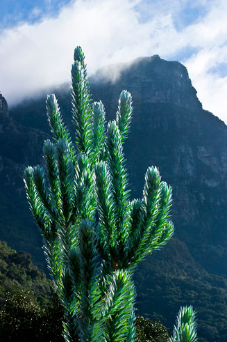 Leucadendron argenteum