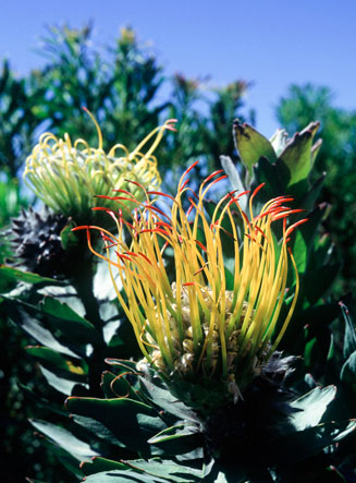 Leucospermum grandiflorum (Grey-leaf fountain pincushion)