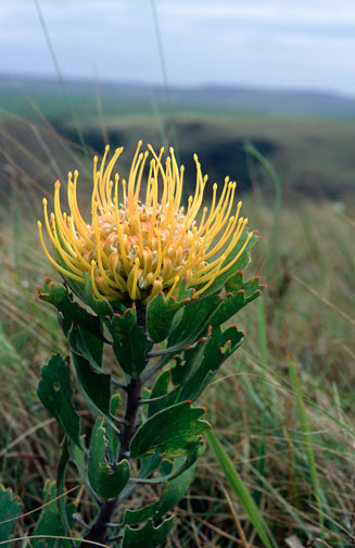 Leucospermum innovans (Transkei pincushion)