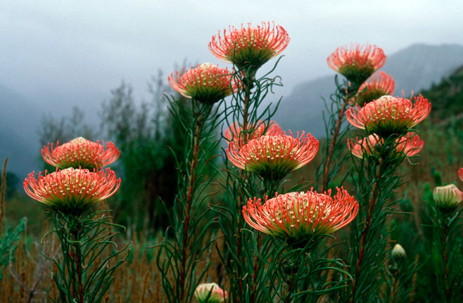Leucospermum lineare (Needle-leaf pincushion)