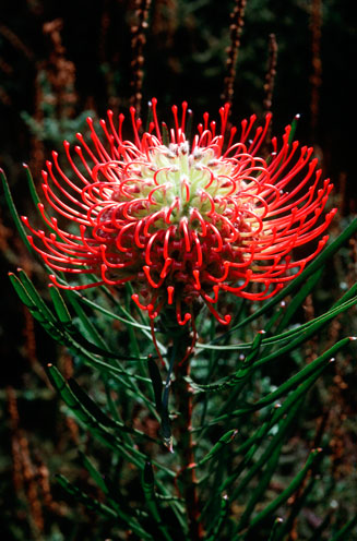 Leucospermum lineare (Needle-leaf pincushion)