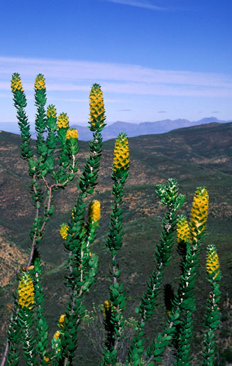 Mimetes chrysanthus (Golden pagoda)