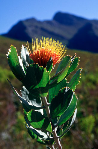 Leucospermum mundii (Langeberg pincushion)