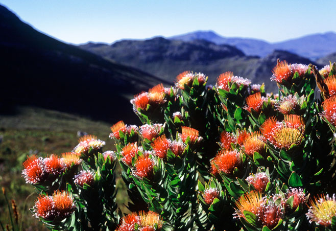 Leucospermum oleifolium
