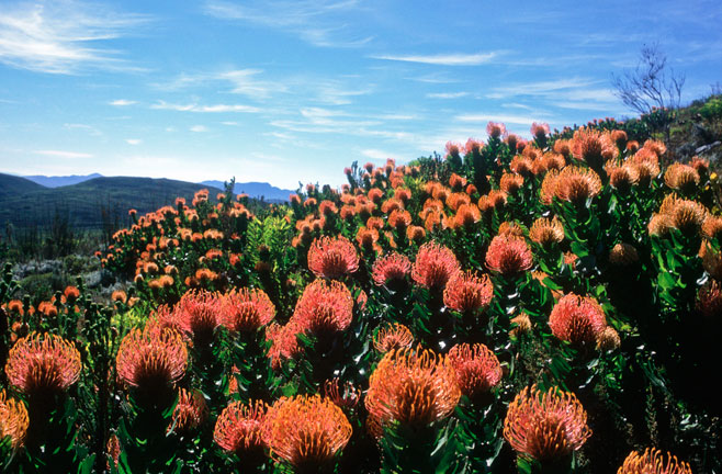 Leucospermum patersonii (Silver-edge pincushion)