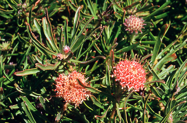 Leucospermum pedunculatum (White trailing pincushion)