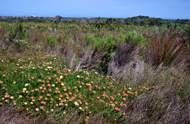 Leucospermum pedunculatum (White trailing pincushion)