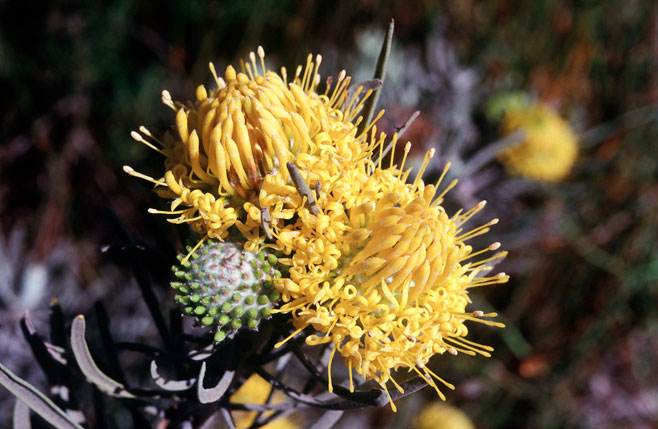 Leucospermum tomentosum (Saldanha pincushion)