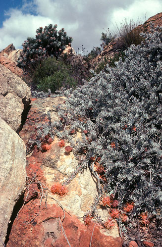 Leucospermum spathulatum (Cederberg pincushion)
