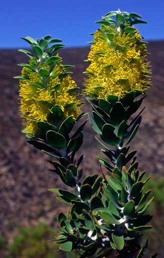 Mimetes chrysanthus (Golden pagoda)