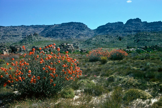 Leucospermum reflexum (Rocket pincushion)