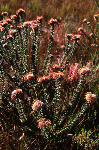 Leucospermum truncatulum (Oval-leaf pincushion)