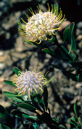 Leucospermum utriculosum (Breede River pincushion)