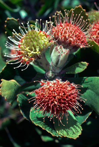 Leucospermum winteri (Riversdale pincushion)