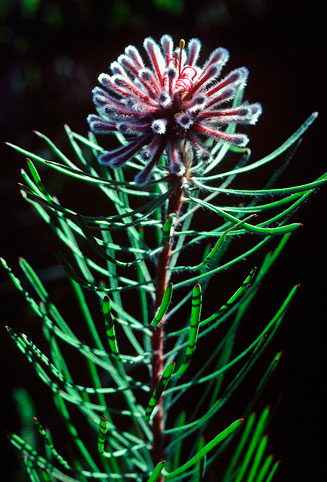 Vexatorella latebrosa (Robertson vexator)