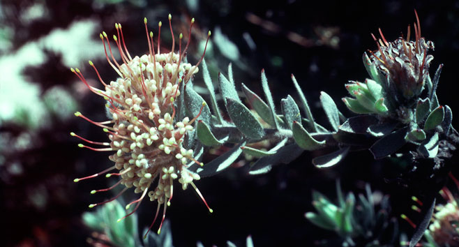 Leucospermum wittebergensis (Swartberg pincushion)
