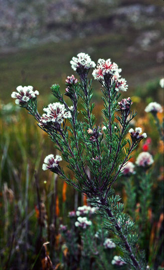 Paranomus capitatus (Fine-leaf sceptre)
