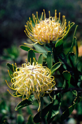 Leucospermum cuneiforme