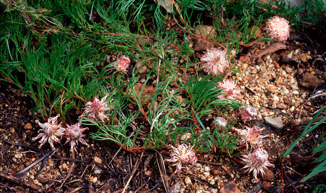 Serruria gracilis (Graceful spiderhead)