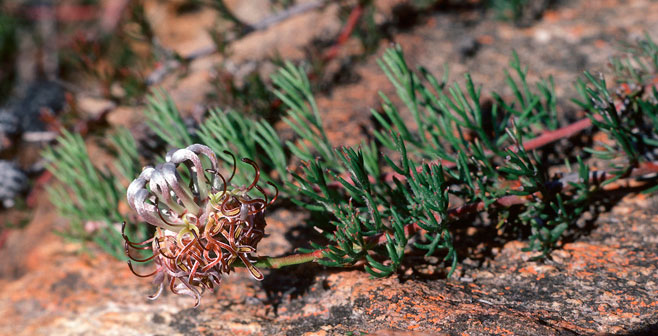 Serruria gremialis (Riviersonderend spiderhead)